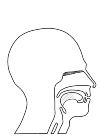 schematic representation of the olfactory senses and taste senses of a man